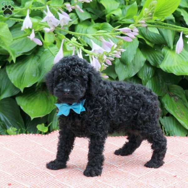 Will, Toy Poodle Puppy