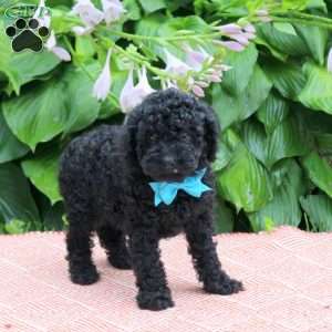 Will, Toy Poodle Puppy