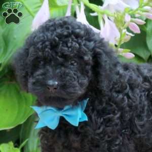 Will, Toy Poodle Puppy