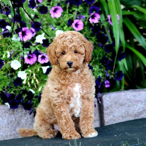 Will, Miniature Poodle Puppy