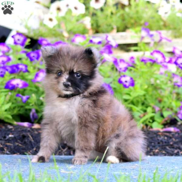 Will, Pomeranian Puppy
