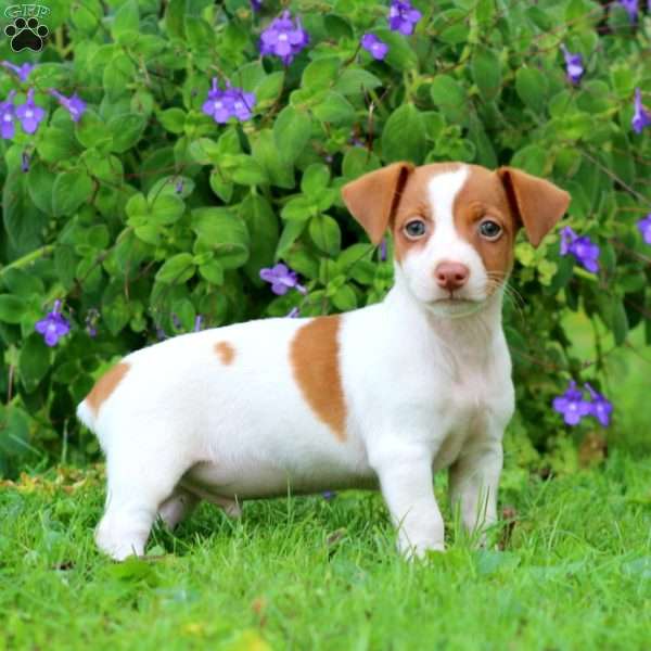 Will, Jack Russell Terrier Puppy