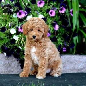 Will, Miniature Poodle Puppy