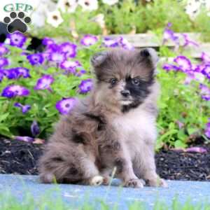 Will, Pomeranian Puppy