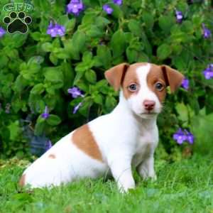 Will, Jack Russell Terrier Puppy