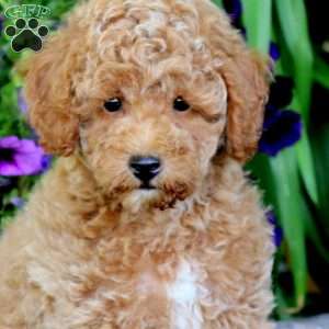 Will, Miniature Poodle Puppy