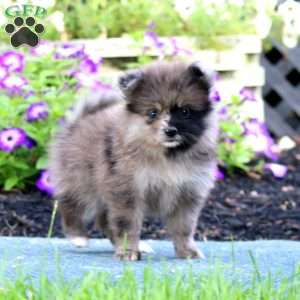 Will, Pomeranian Puppy
