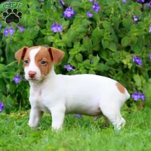 Will, Jack Russell Terrier Puppy