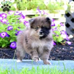 Will, Pomeranian Puppy