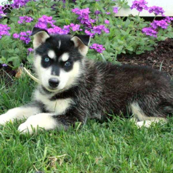 William, Siberian Husky Puppy