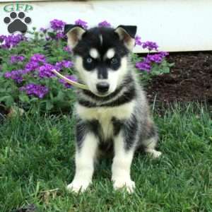 William, Siberian Husky Puppy