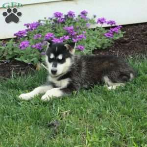 William, Siberian Husky Puppy