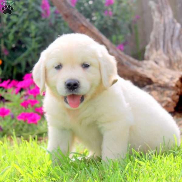Willis, English Cream Golden Retriever Puppy