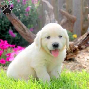 Willis, English Cream Golden Retriever Puppy