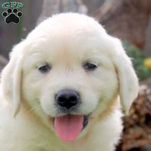 Willis, English Cream Golden Retriever Puppy