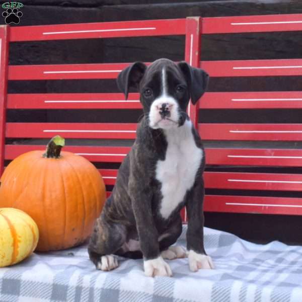 Willow, Boxer Puppy
