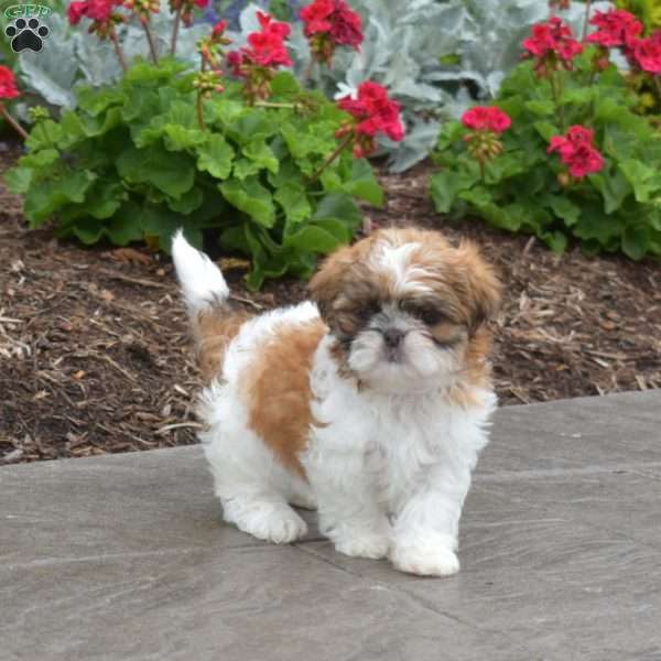 Willow, Shih Tzu Puppy