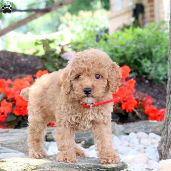 Willow, Miniature Poodle Puppy
