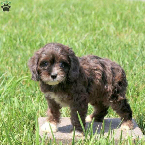 Willow, Cavapoo Puppy