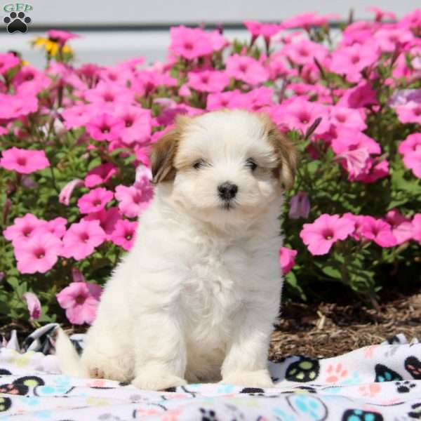 Willow, Havanese Puppy