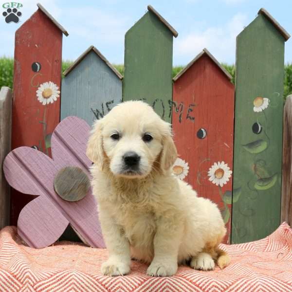 Willow, English Cream Golden Retriever Puppy