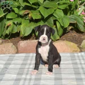 Willow, Boxer Puppy