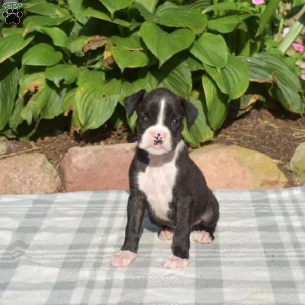 Willow, Boxer Puppy