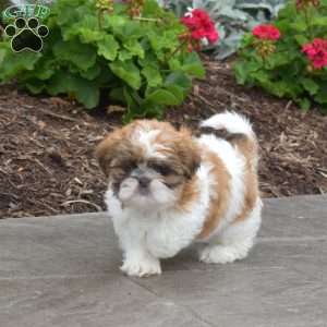 Willow, Shih Tzu Puppy