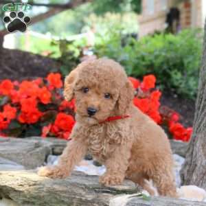 Willow, Miniature Poodle Puppy