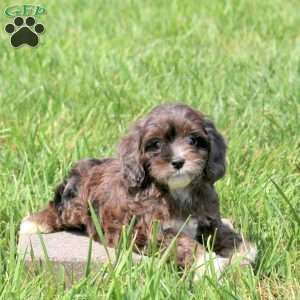 Willow, Cavapoo Puppy