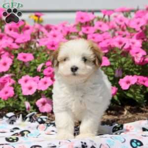 Willow, Havanese Puppy