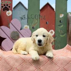 Willow, English Cream Golden Retriever Puppy