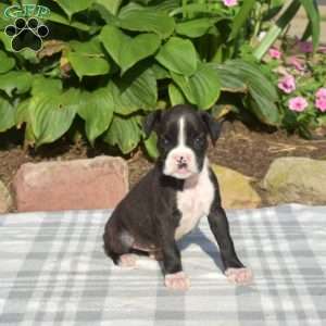 Willow, Boxer Puppy