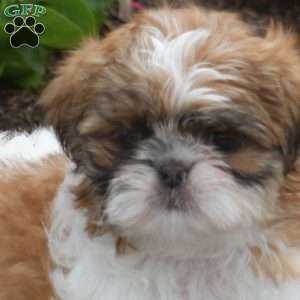 Willow, Shih Tzu Puppy