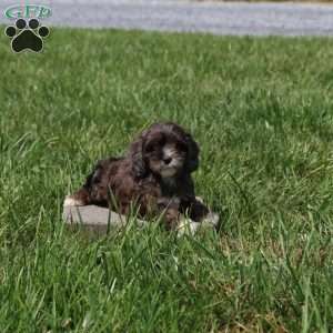 Willow, Cavapoo Puppy