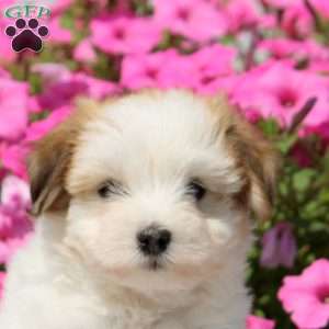 Willow, Havanese Puppy