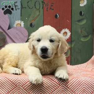 Willow, English Cream Golden Retriever Puppy