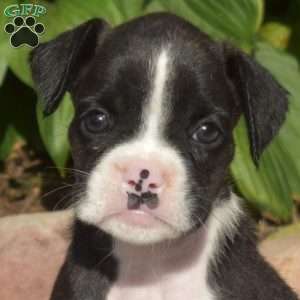 Willow, Boxer Puppy