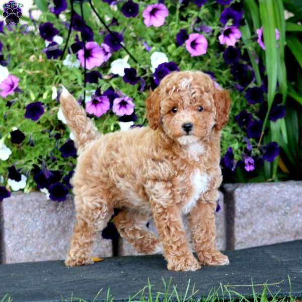 Willow, Miniature Poodle Puppy