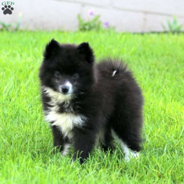 Willow, Pomsky Puppy