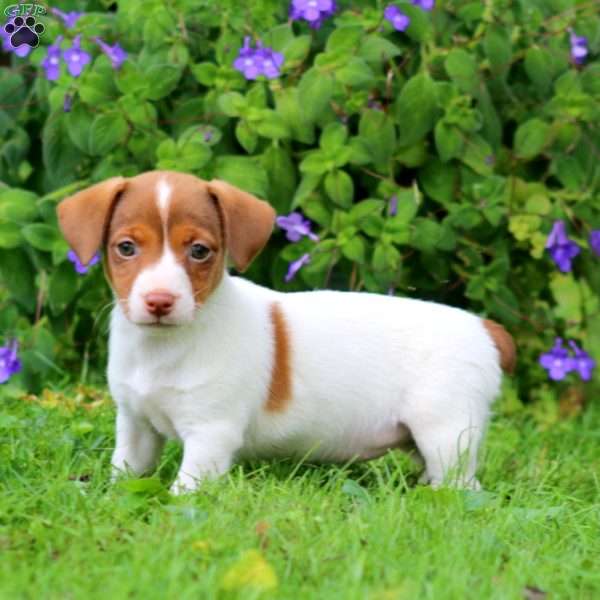 Willow, Jack Russell Terrier Puppy