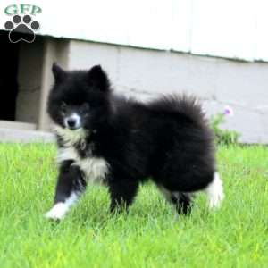 Willow, Pomsky Puppy