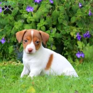 Willow, Jack Russell Terrier Puppy