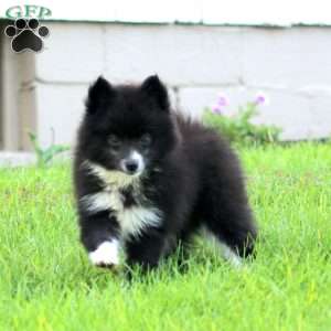 Willow, Pomsky Puppy