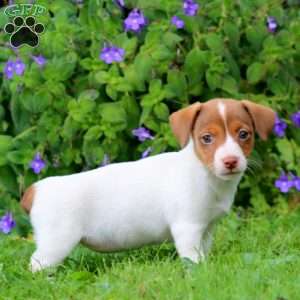 Willow, Jack Russell Terrier Puppy
