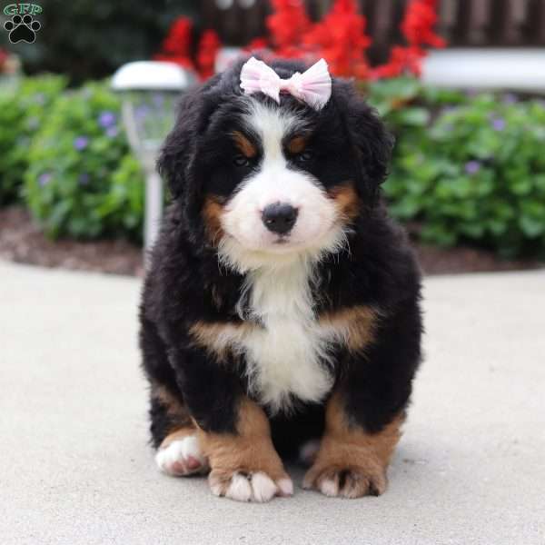 Willow, Bernese Mountain Dog Puppy