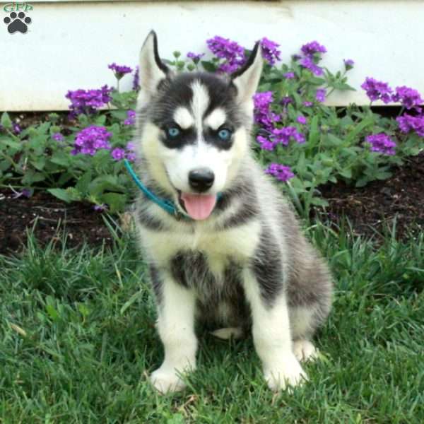 Wilson, Siberian Husky Puppy