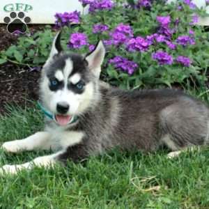 Wilson, Siberian Husky Puppy
