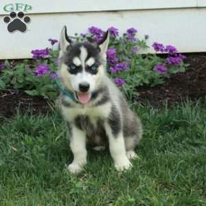 Wilson, Siberian Husky Puppy