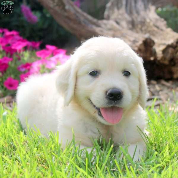 Winnie, English Cream Golden Retriever Puppy